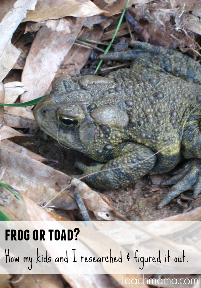 frog or toad: how we researched and figured it out | teachmama.com