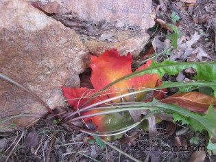 leafy, outdoor alphabet letter hunt