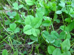 four leaf clover post 5 (3)