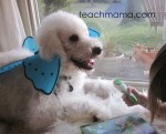 pet poetry contest
