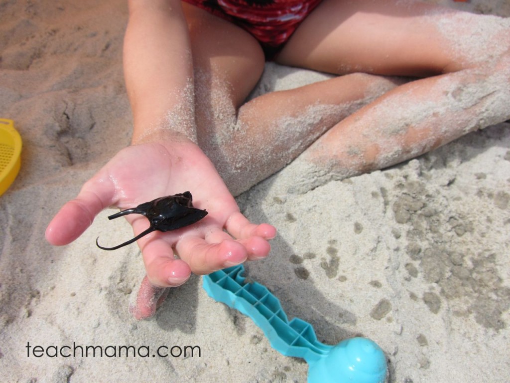 beach learning: manta ray egg pouch