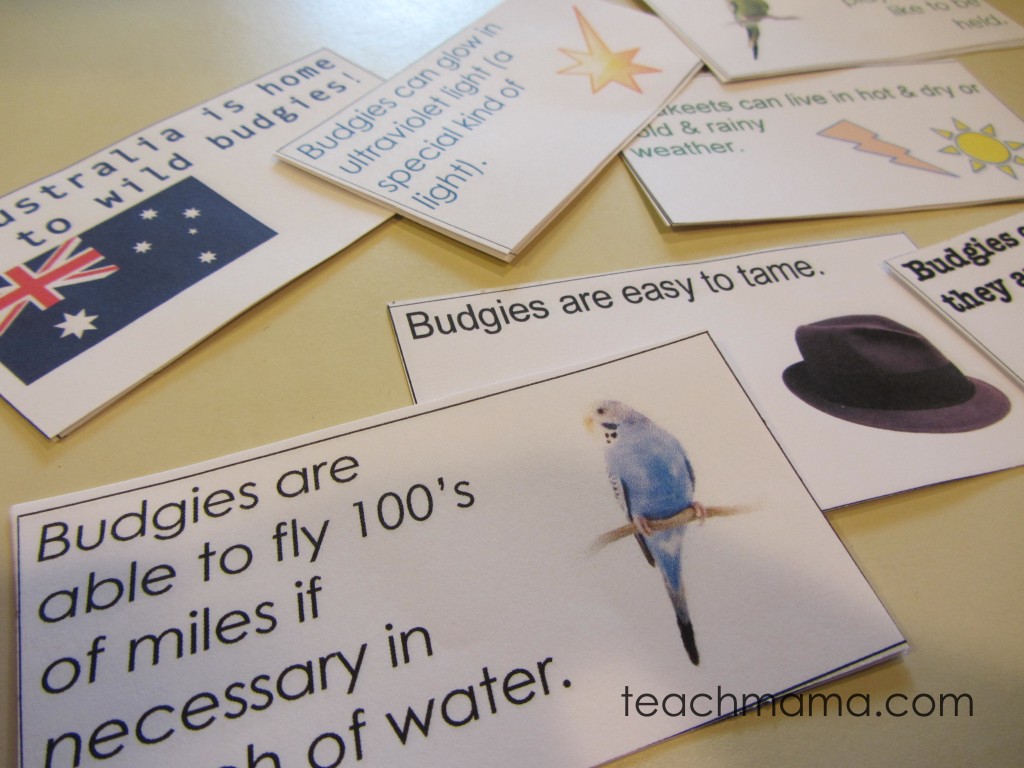 budgie parakeet lunchbox notes