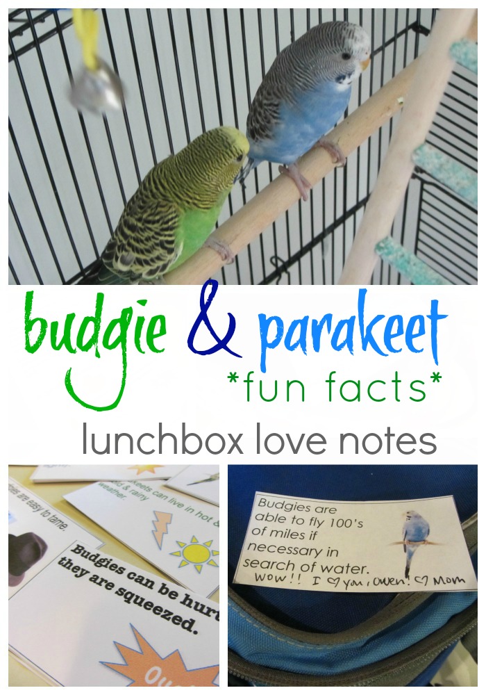 budgie lunchbox love notes