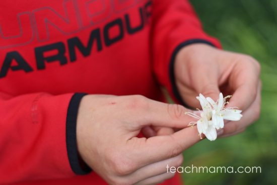 what your kids MUST know about plants teachmama BLOOM!