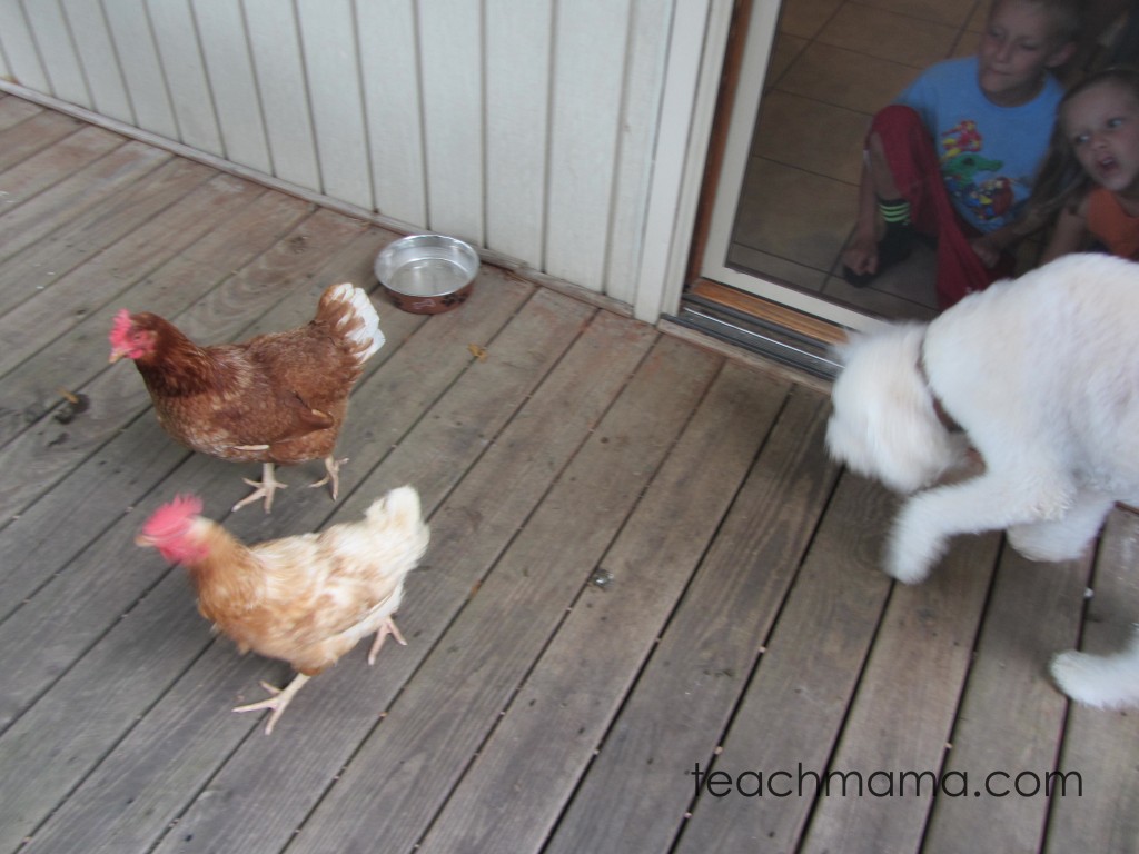 backyard chickens sept 