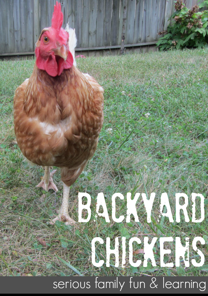 backyard chickens for families teachmama.com