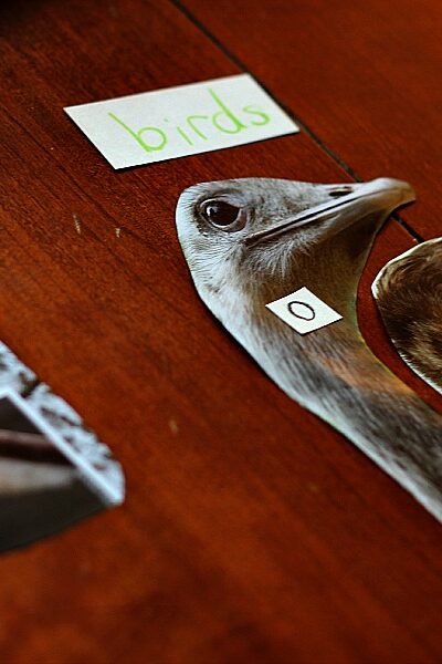 phonemic awareness and classification with zoo magazine pictures | guest post by @aubreyhargis on @teachmama #weteach