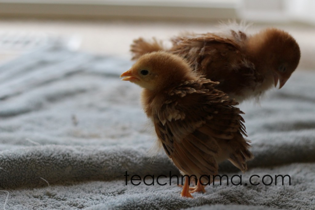 two tiny chicks on a towel by the front window