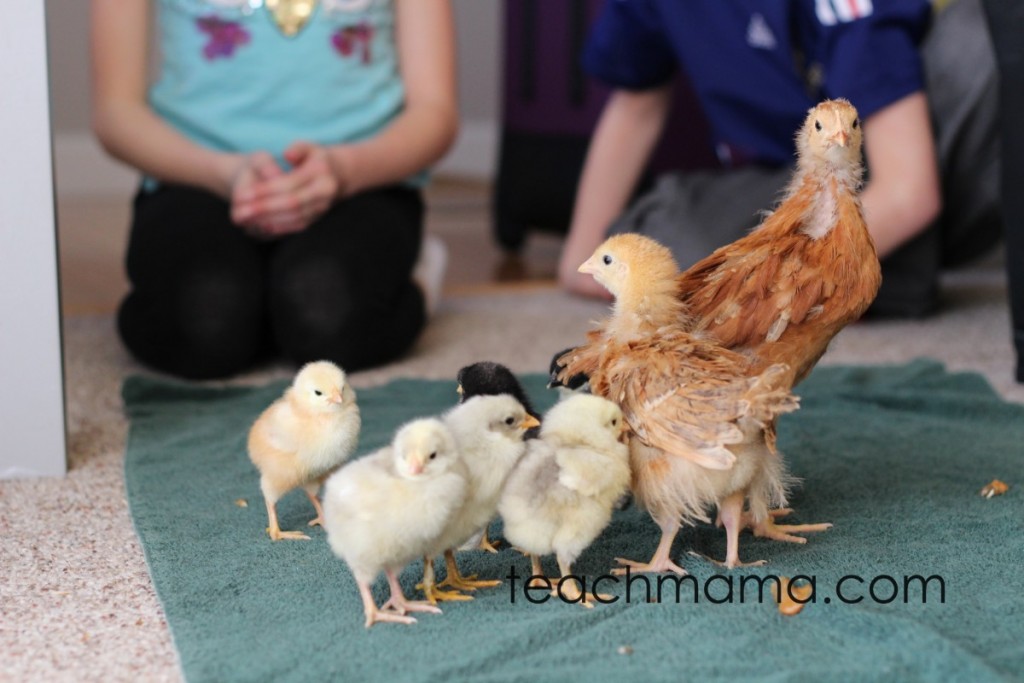 chick hatching | teachmama.com