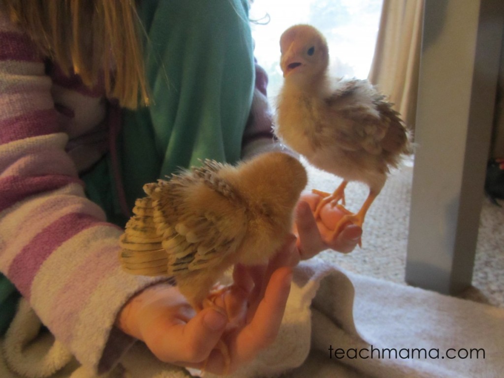 little girl holding two chicks on her hands
