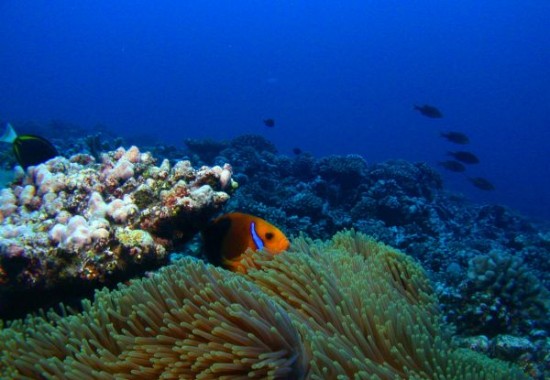 Clown-fish-and-coral-reef-in-Moorea-French-Polynesia-c-Jean-Philippe-Palasi_resized