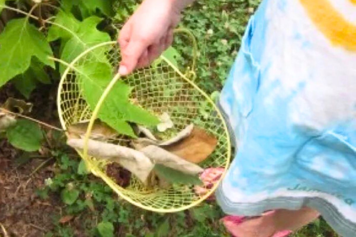 basket with leaves