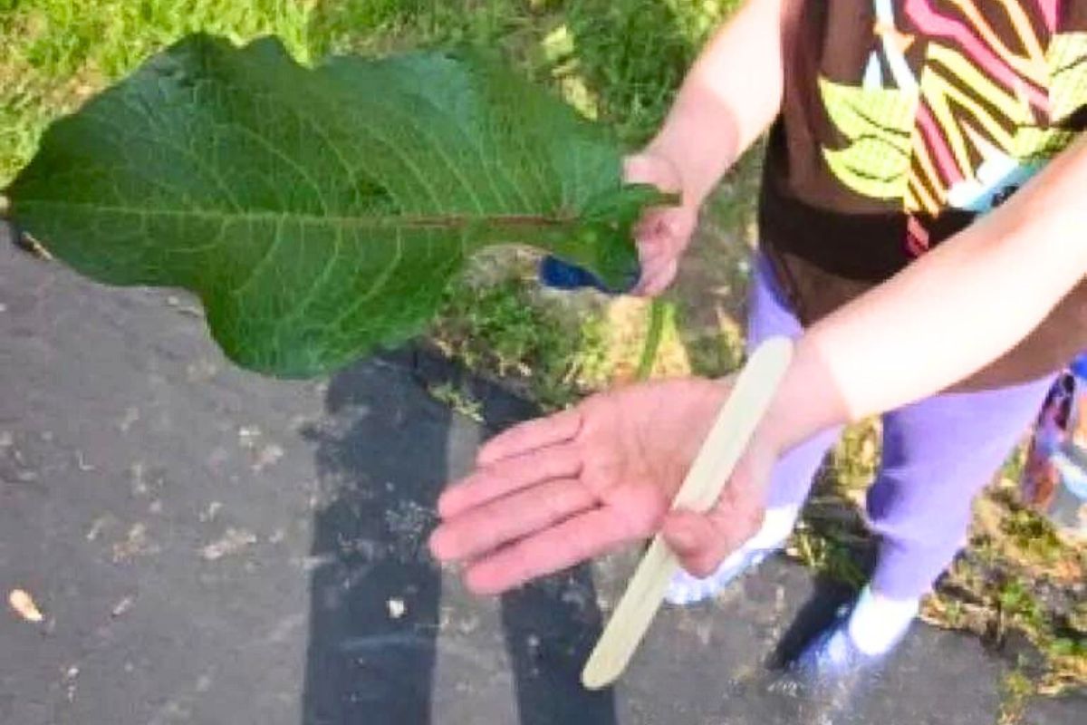 child's hand with enormous leaf