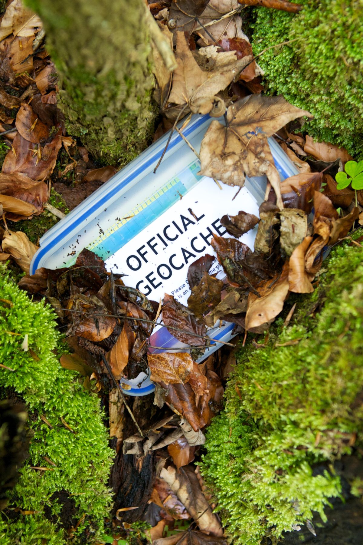 official geocached container hidden in a forest settings surrounded by leaves