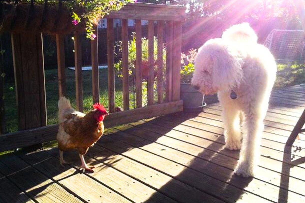 Chicken on a deck playing with a dog