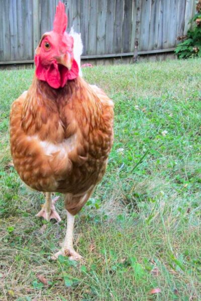Single red chicken in the yard