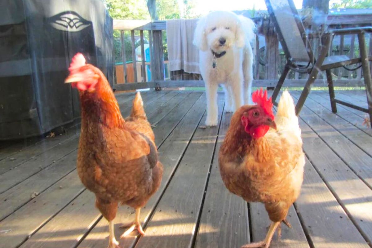 Two chickens on a deck with a dog