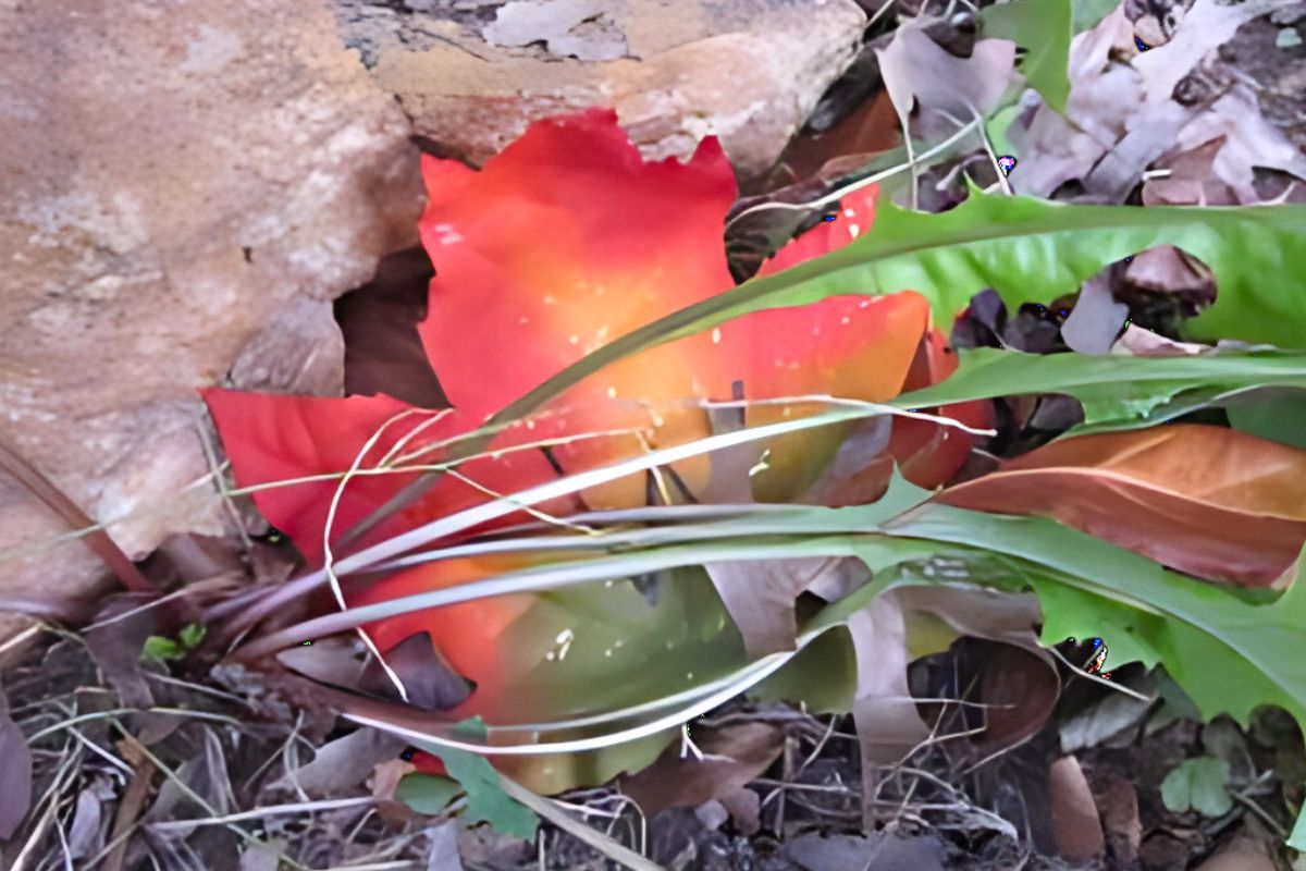 Leaf with handwritten W behind grass next to a rock