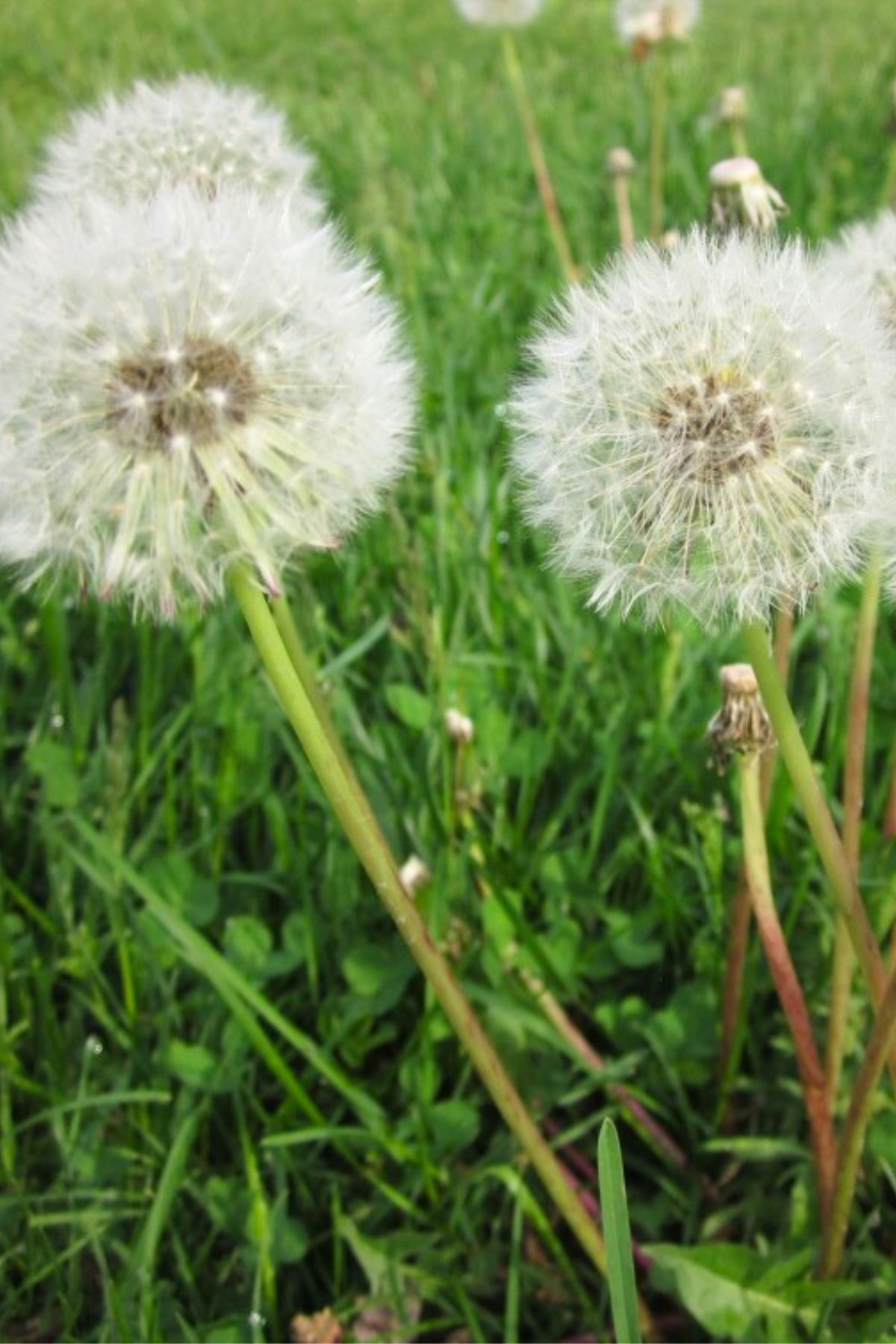 3 wishes Dandelions in a field