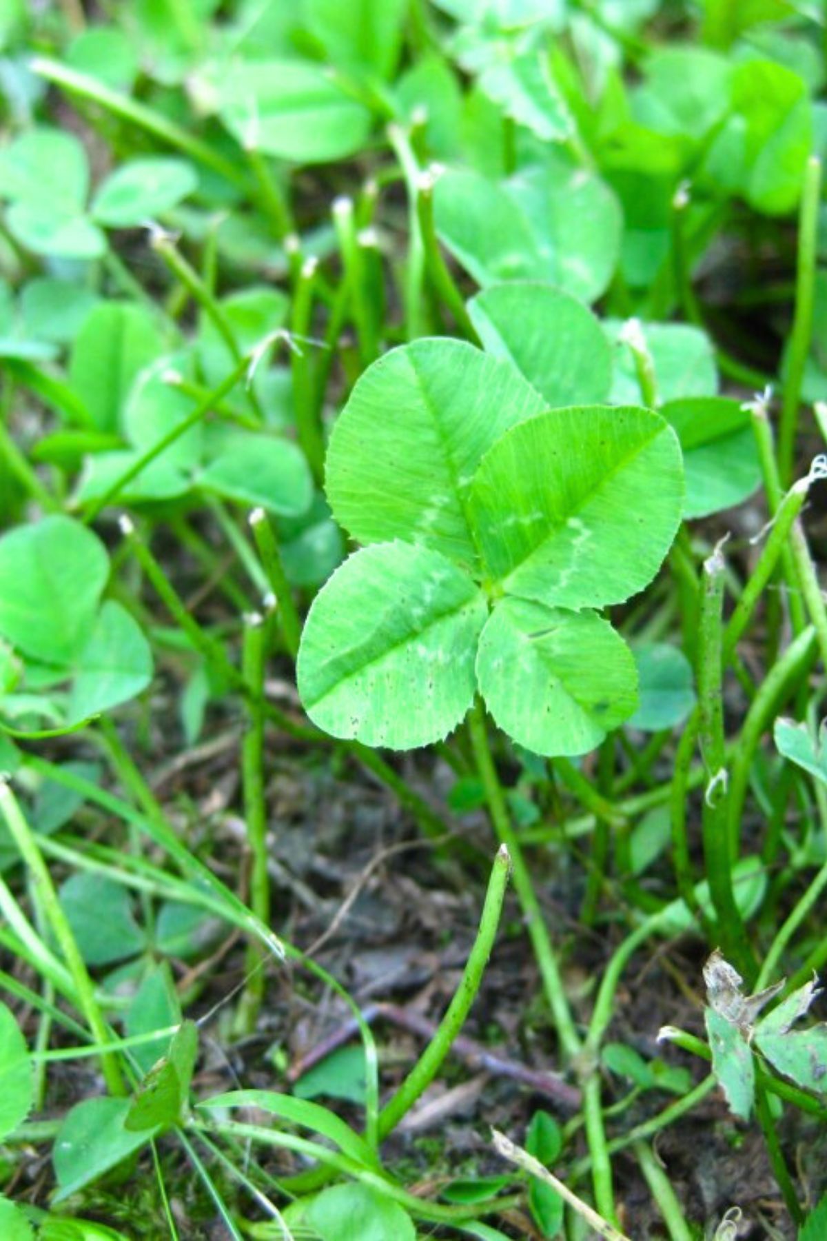 four leaf clover (4) Four leaf clover in a field of grass