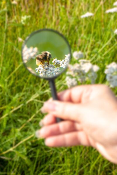 Hand holding a magnifying glass in a grassy field with a bug visible in the lens