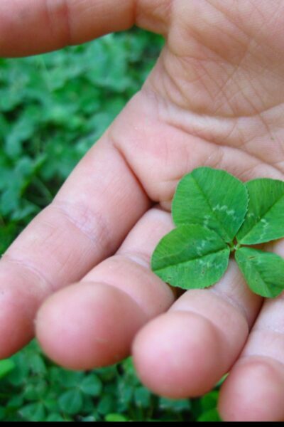 Hand holding a four-leaf clover