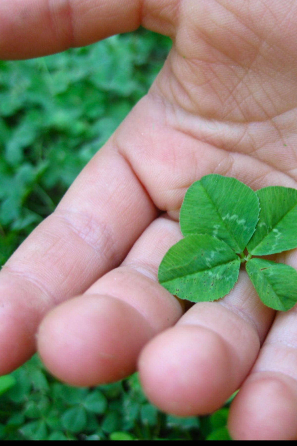 Hand holding a four-leaf clover