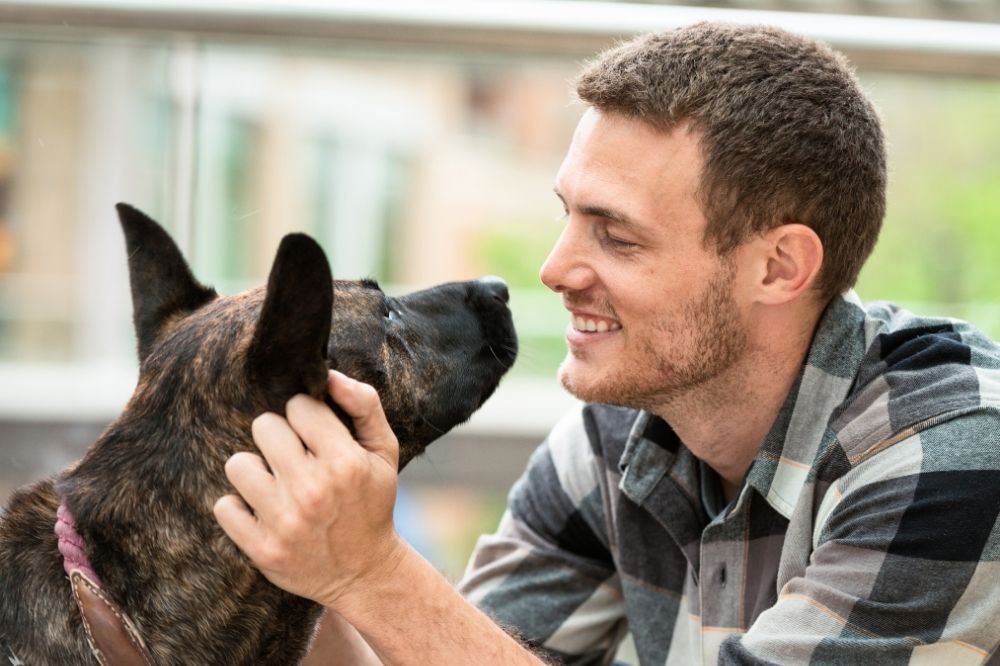 Oils in Flea Collars Are Most Effective for Dogs
