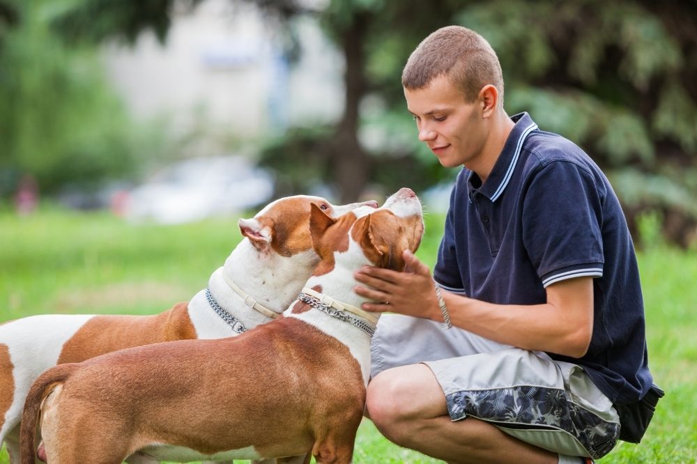 Which Oils in Flea Collars Are Most Effective for Dogs