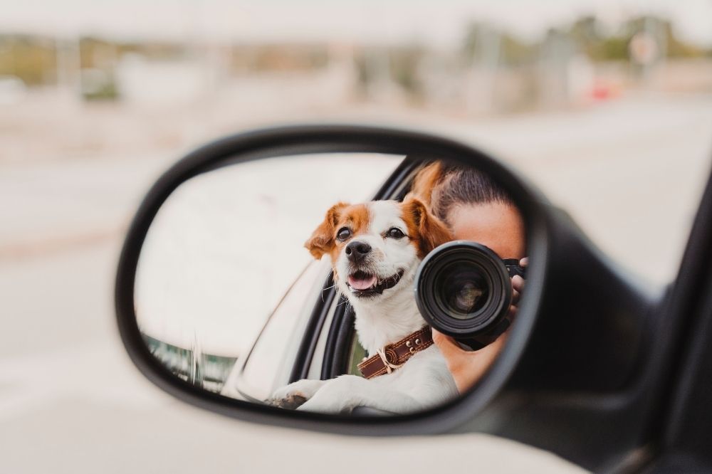 Travel with your pet dog